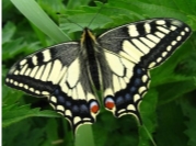 Метелик Махаон - фото і опис, як виглядає, скільки живе і чим харчується •  NRV UA